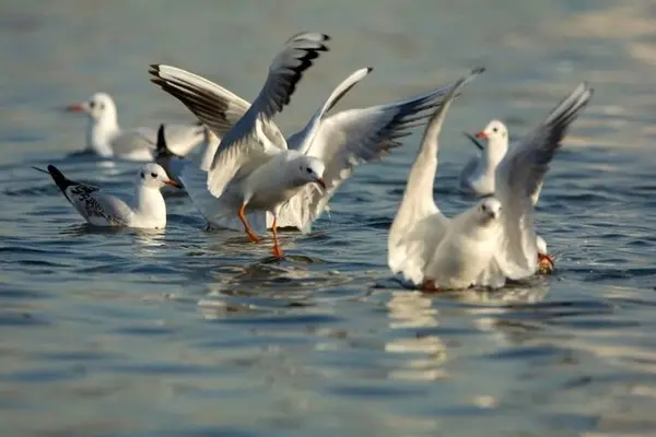 حضور پرندگان مهاجر سیبری در دریاچه شهدای خلیج فارس