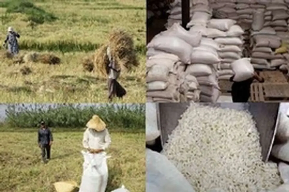 دولت بسیار دیر اقدام به خرید برنج کرده است