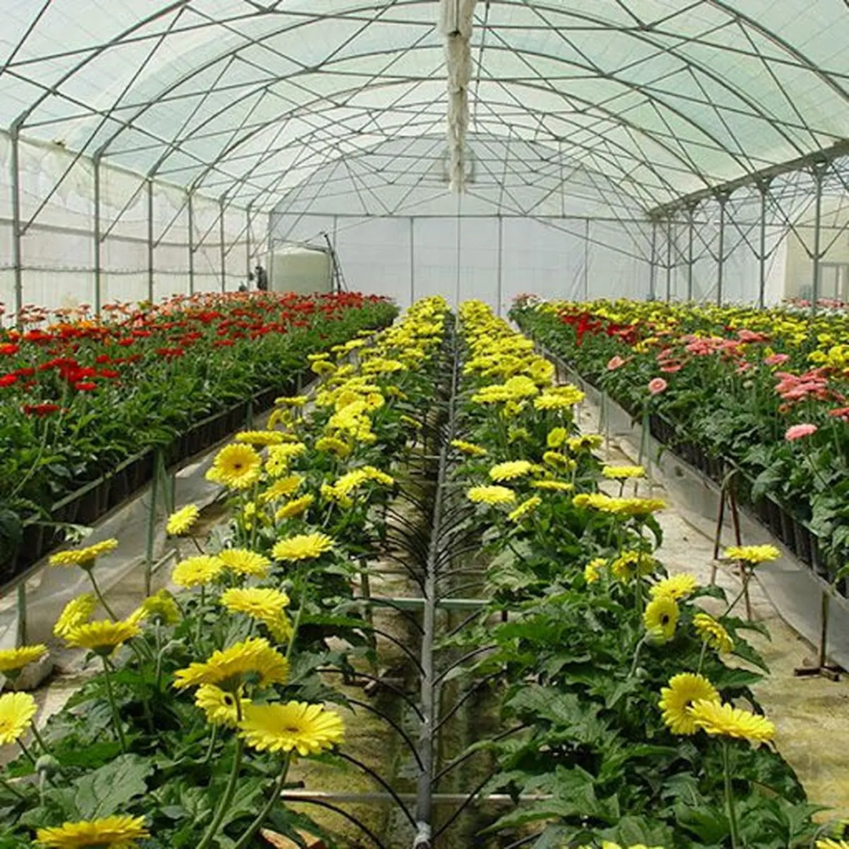 خوزستان پیشتاز در تولید گیاهان گلدار گلخانه‌ای کشور