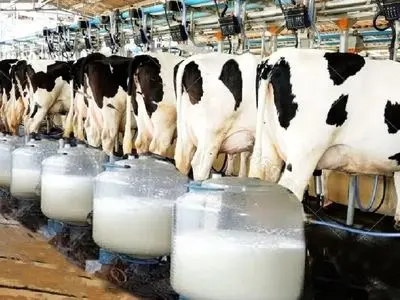 ۳۰ درصد تولیدات لبنی آذربایجان‌غربی به خارج از کشور صادر می شود 