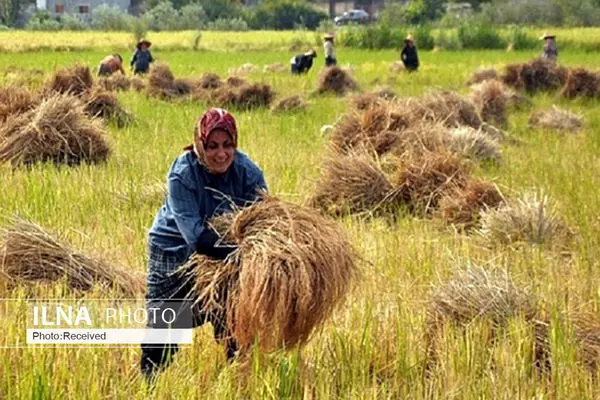 آغاز برداشت برنج در شالیزار‌های ساری