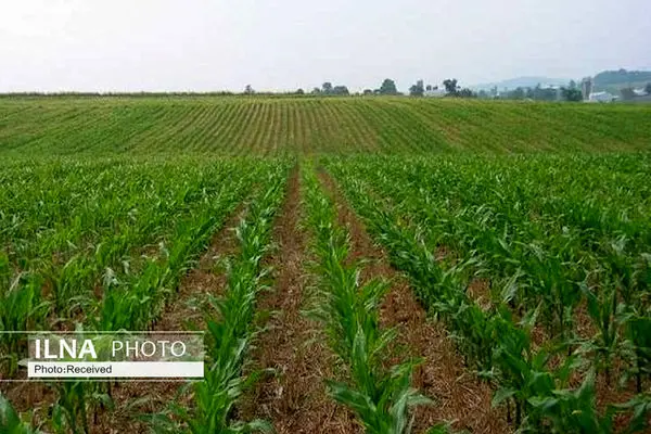 ‌اتمام مطالعات طرح الگوی کشت در ۵ دشت فارس 