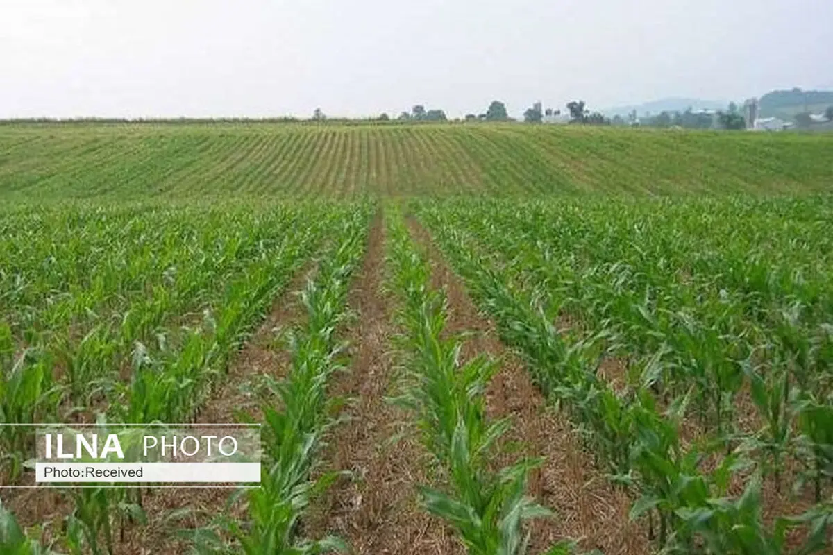 کشت تابستانه در قزوین ممنوع شد