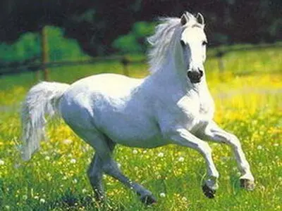 پرورش اسب کاسپین باید دوباره در ایران رونق بگیرد