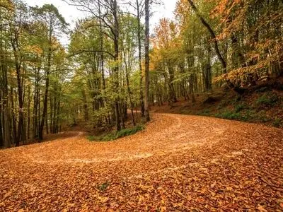 رشد ۱ تا ۲ درجه‌ای دمای هوا در جنگل‌های ایران در سال ۱۴۰۲