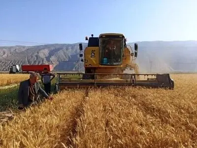تولید ۹۱۳ هزار تن گندم در فارس