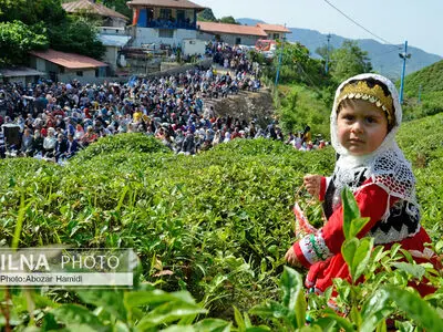  جشنواره چای در املش گیلان
