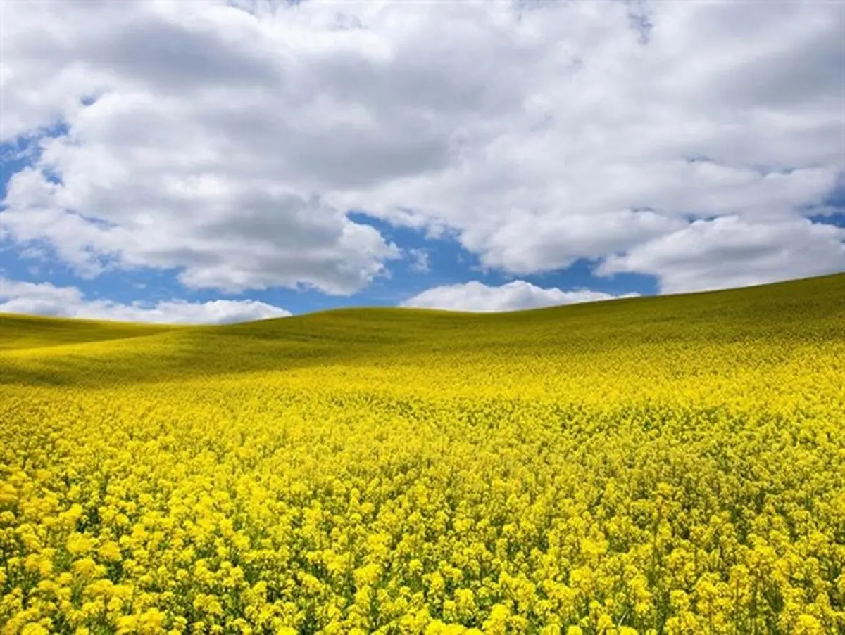 ۲۷۰ هزار تن بذر بین کشاورزان گلستانی برای کشت کلزا توزیع شد