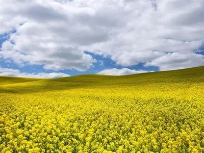 ۲۷۰ هزار تن بذر بین کشاورزان گلستانی برای کشت کلزا توزیع شد