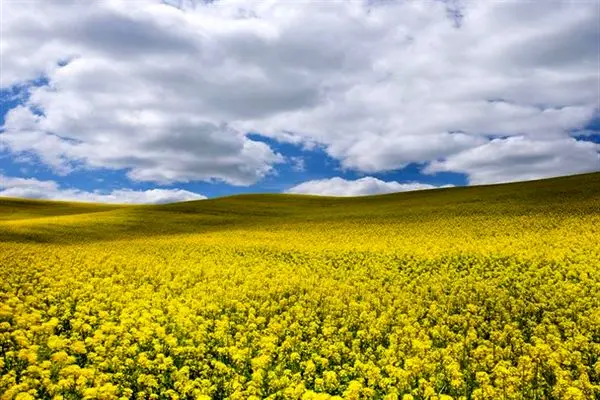 ۲۷۰ هزار تن بذر بین کشاورزان گلستانی برای کشت کلزا توزیع شد