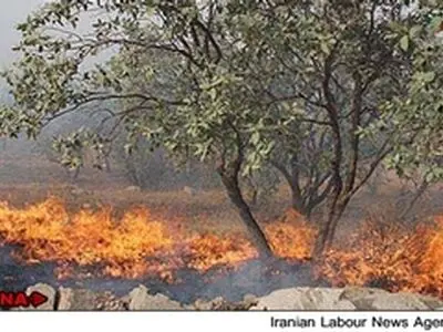۵۴۷ هکتار از مراتع و جنگلهای استان زنجان طعمه حریق شد