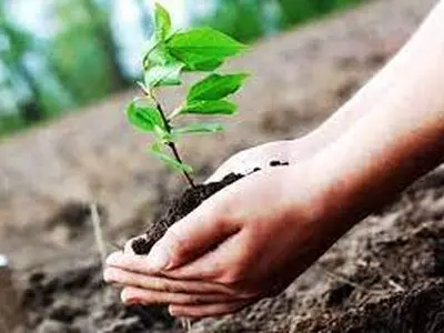آغاز اجرای عملیات تولید 4 میلیون نهال در سال جاری
