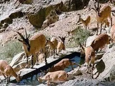 لایروبی و ضدعفونی آبشخورهای پارک ملی هفتاد قله برای حفاظت از حیات‌وحش