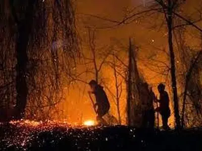 اطفاء آتش سوزی بیش از ۵۰ هکتار از مناطق جنگلی گیلان