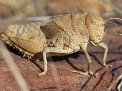 جیرجیرک‌هایی با صدای کرکننده