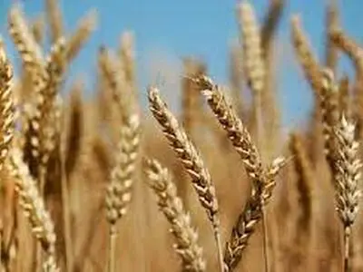 آغاز کشت گندم در چهارمحال و بختیاری