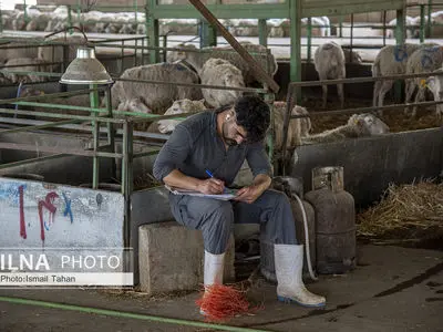 اجرای رزمایش جهاد دامپزشکی در روستاهای مناطق محروم 8 شهرستان