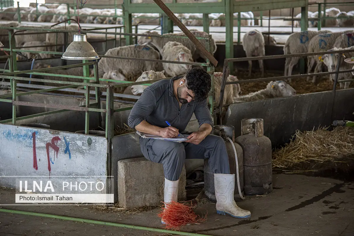 اجرای رزمایش جهاد دامپزشکی در روستاهای مناطق محروم 8 شهرستان
