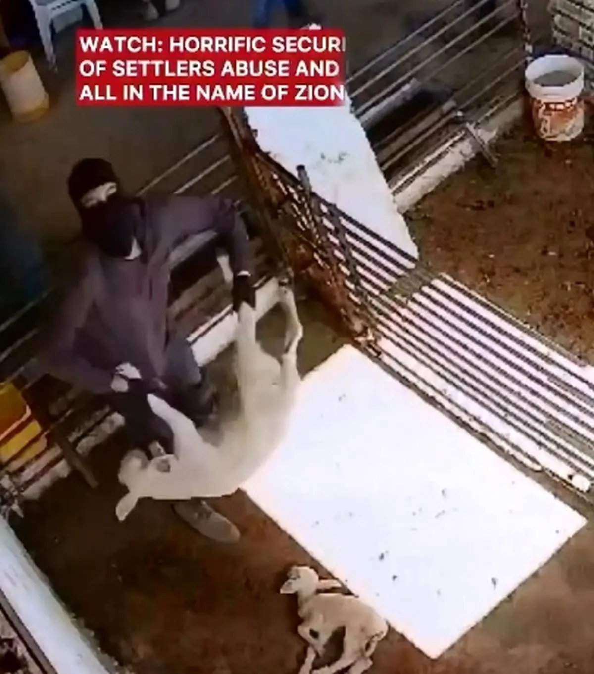 کشتار وحشیانه دامهای فلسطینیان به دست شهرک نشینان صهیونیست + فیلم