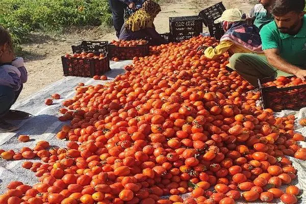 پیش بینی تولید ۲۳ هزار تن محصول گوجه پاییزه در خوزستان/ کاهش محسوس قیمت گوجه بزودی