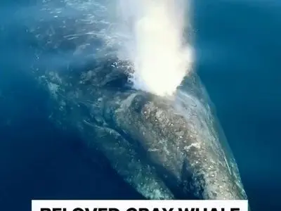 ایجاد رنگین‌کمان‌های شگفت‌انگیز با بازدم نهنگ + فیلم