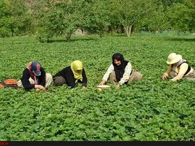 ایجادمزارع پرورش‌گل‌محمدی و توت‌فرنگی برای زنان روستایی/ پرداخت تسهیلات به سرمایه‌گذاران مجتمع‌های گلخانه‌ای