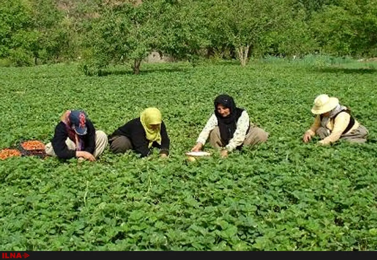 ایجادمزارع پرورش‌گل‌محمدی و توت‌فرنگی برای زنان روستایی/ پرداخت تسهیلات به سرمایه‌گذاران مجتمع‌های گلخانه‌ای
