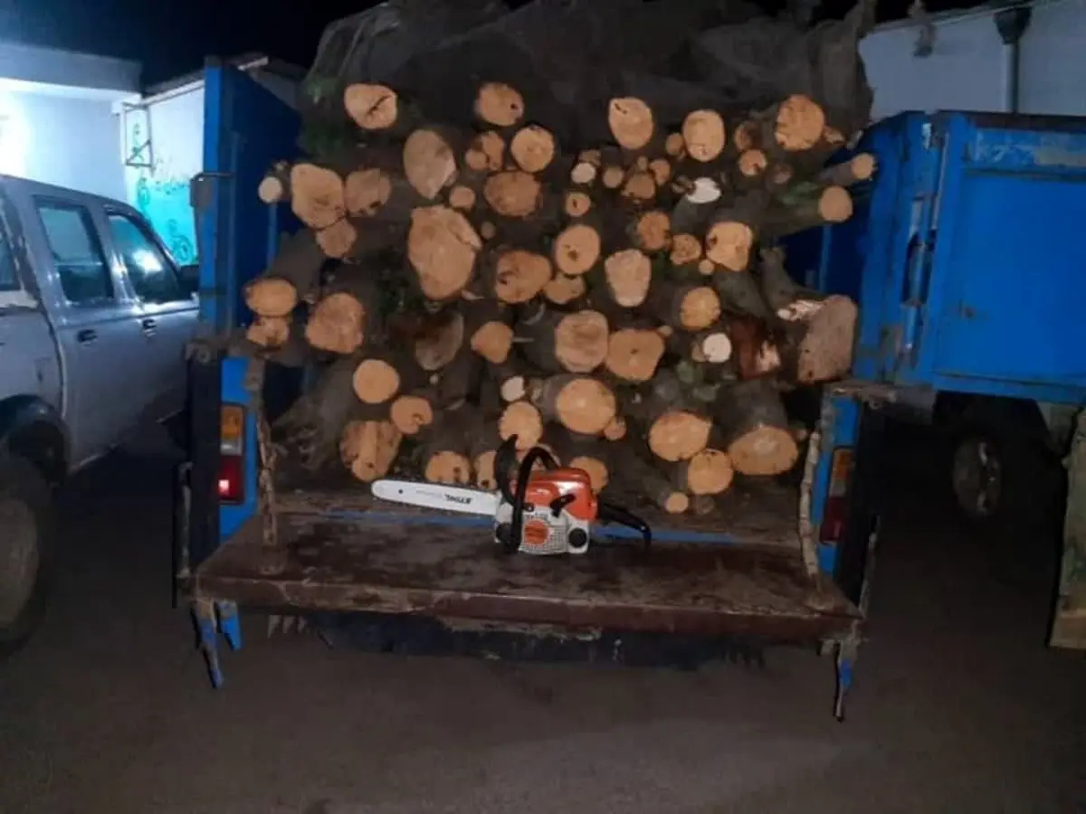 دستگیری دو نفر متخلف قطع درختان جنگلی در استان اردبیل