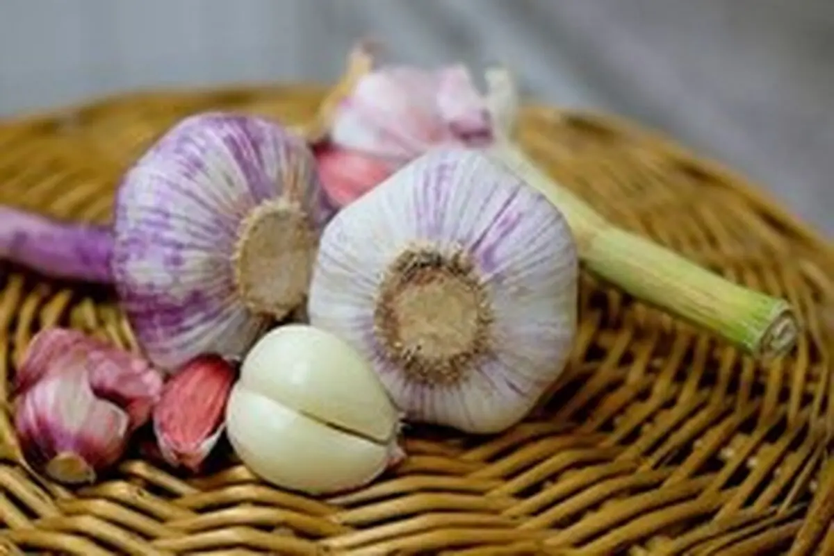 به این چند دلیل هر روز سیر بخورید