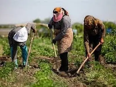 ۱۱۳ درصد از سهمیه اشتغال بخش کشاورزی فامنین محقق شد