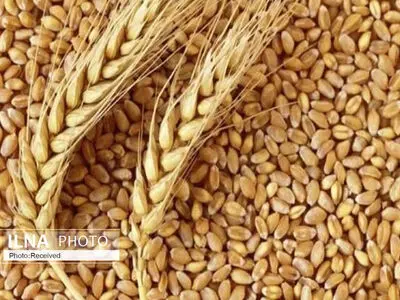 إیران تحتل المرتبة الـ13 في قائمة أکبر منتجین للقمح في العالم