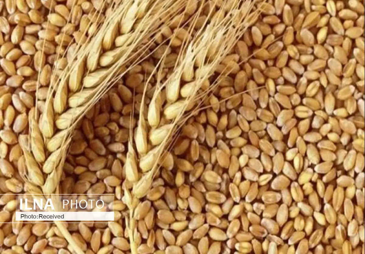 إیران تحتل المرتبة الـ13 في قائمة أکبر منتجین للقمح في العالم