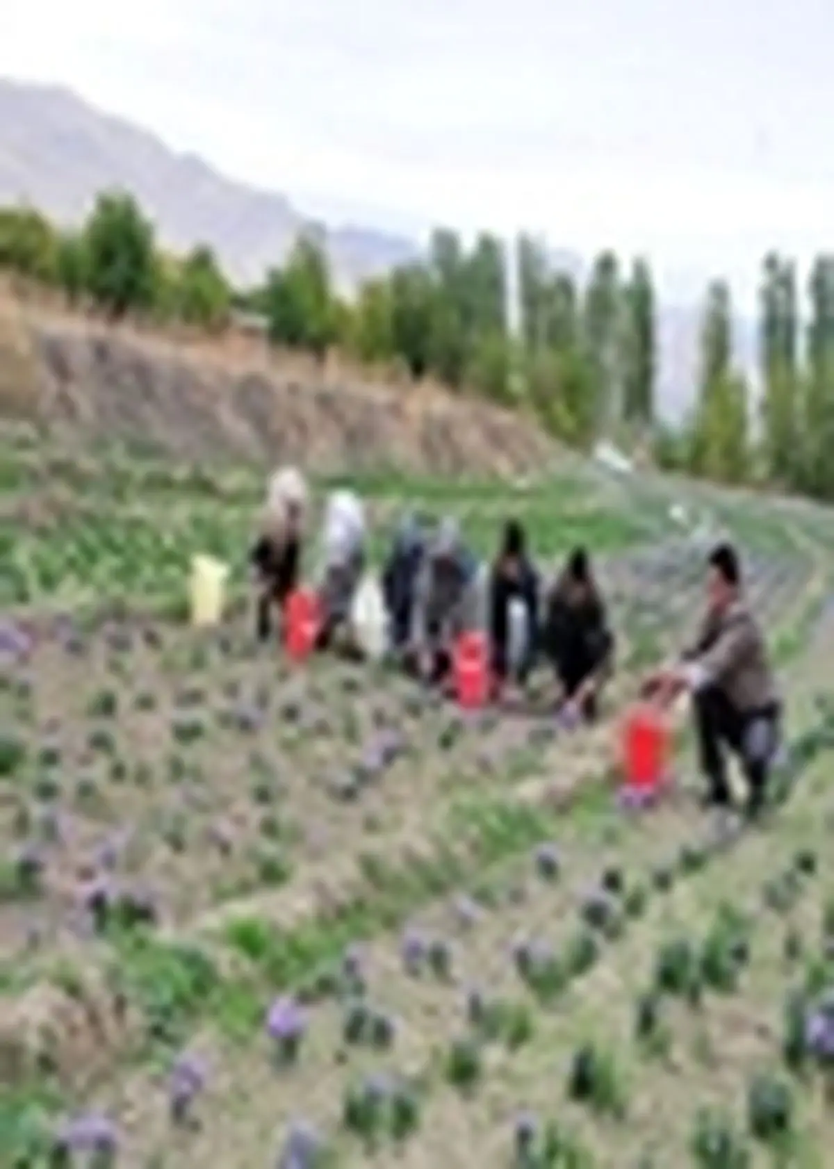 کشت زعفران در ورزقان توسعه می‌یابد