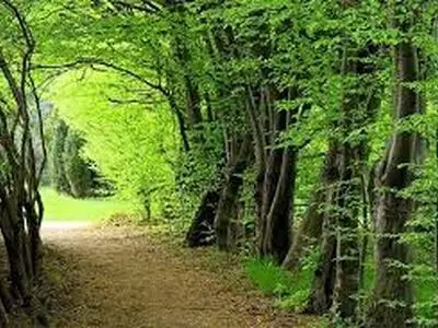 عظمت درختان جنگل های هیرکانی را ببینید که در آتش می‌سوزد + فیلم