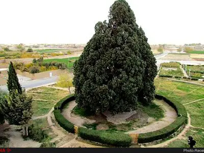 پیرترین موجود زنده ایران در آستانه مرگ
