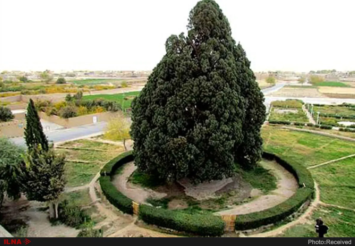 پیرترین موجود زنده ایران در آستانه مرگ