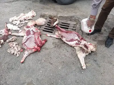 توقیف عرضه لاشه‌های غیر بهداشتی دام در میدان رسالت کرمانشاه  شد/حمله متخلفان به ماموران