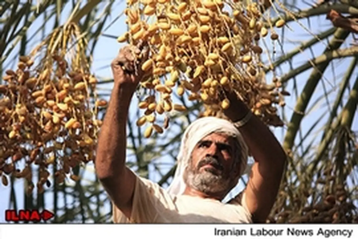 فقر کشاورزی جوانان بلوچ را به سوی قاچاق سوخت هدایت می‌کند