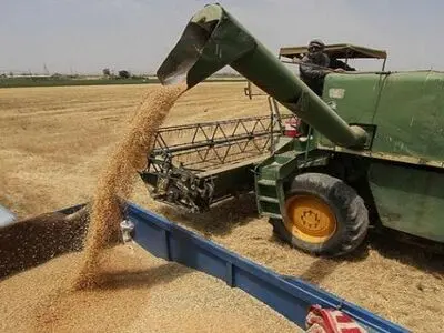 خرید تضمینی بیش از ۹۵۰ هزار تن گندم از کشاورزان کردستانی