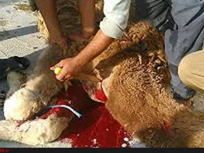 کشتن شترها برای حفاظت از خاک؛ نتیجه نبود مدیریت صحیح/ بحران بیابانزایی با خونریزی حل نمی‌شود