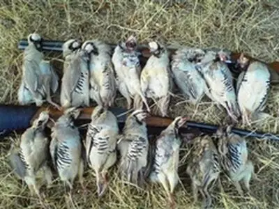 ۲۲ شکارچی متخلف در کردستان دستگیر شدند