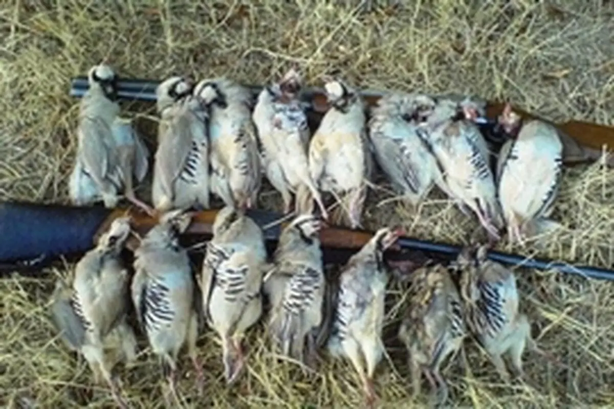 ۲۲ شکارچی متخلف در کردستان دستگیر شدند