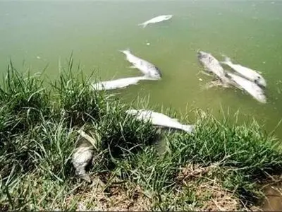 کاهش آب و اکسیژن علت مرگ و میر ماهیان بند الماس استان اردبیل