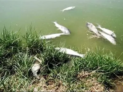 کاهش آب و اکسیژن علت مرگ و میر ماهیان بند الماس استان اردبیل
