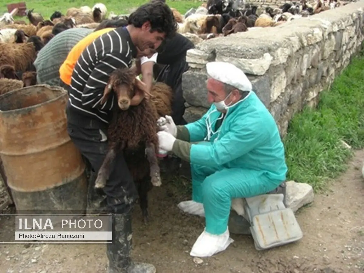 مایه‌کوبی بالغ بر 229 هزار راس دام بر علیه بیماری تب برفکی در مهاباد