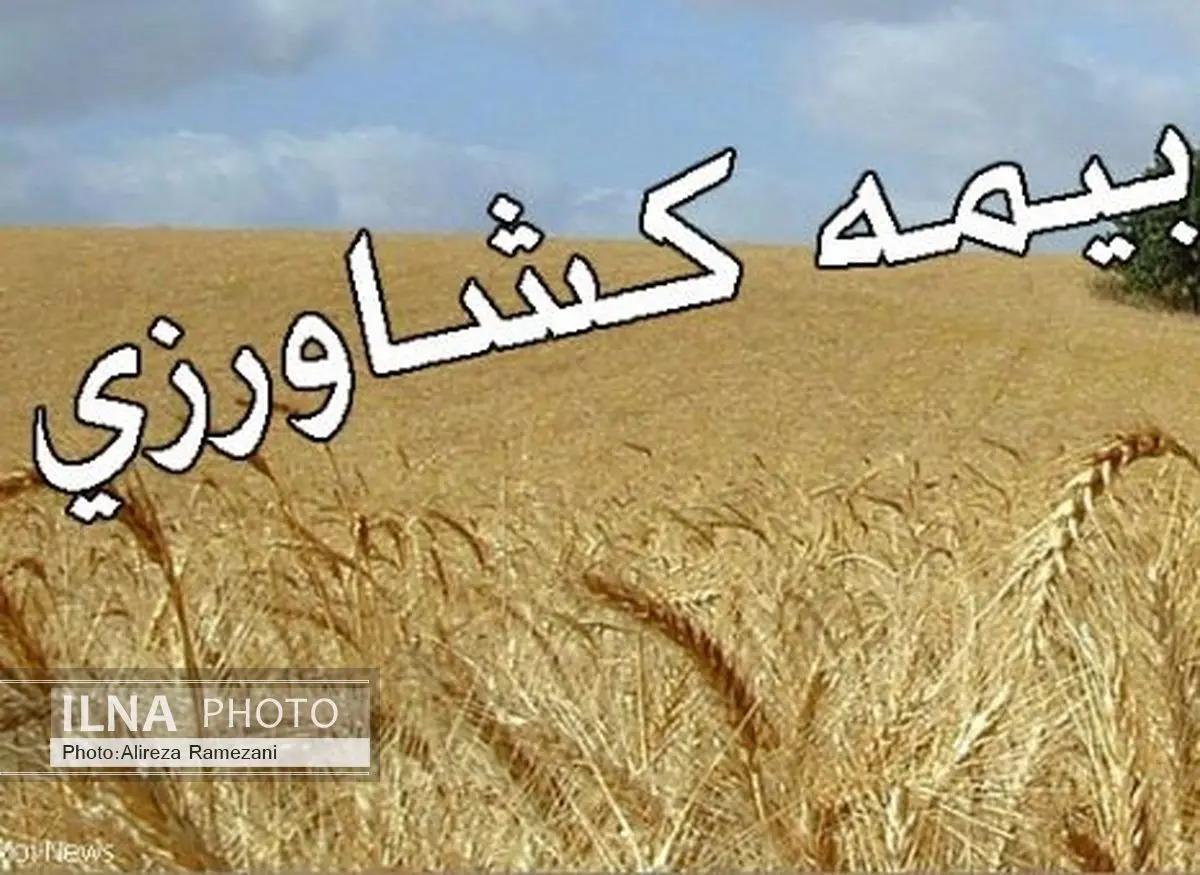 پرداخت 9 میلیارد تومان غرامت بیمه کشاورزان به شالیکاران تا پایان سال‌جاری