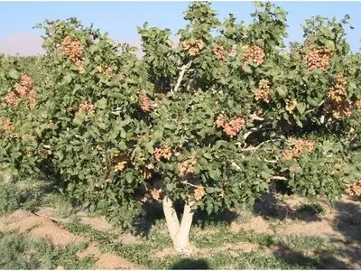 صنایع‌دستی دامغان احیا می‌شود
