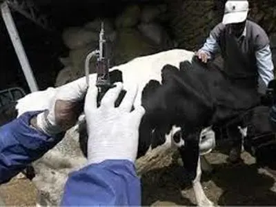 آغاز فاز دوم واکسیناسیون تب‌برفکی در جمعیت دام‌های استان مرکزی