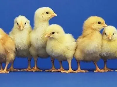 قیمت هر قطعه جوجه یکروزه 1700 تومان/ عرضه هفتگی یک میلیون قطعه جوجه یکروزه در بورس کالا تا شهریور 