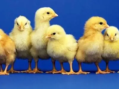 asdasd
